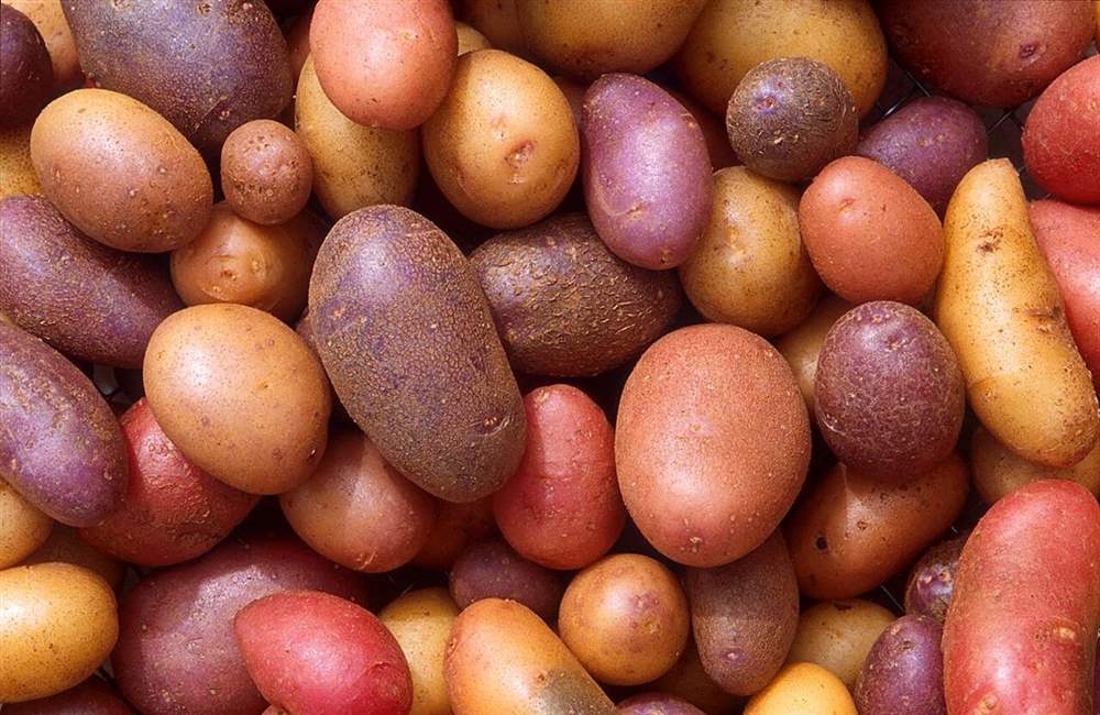 Урожай картофеля